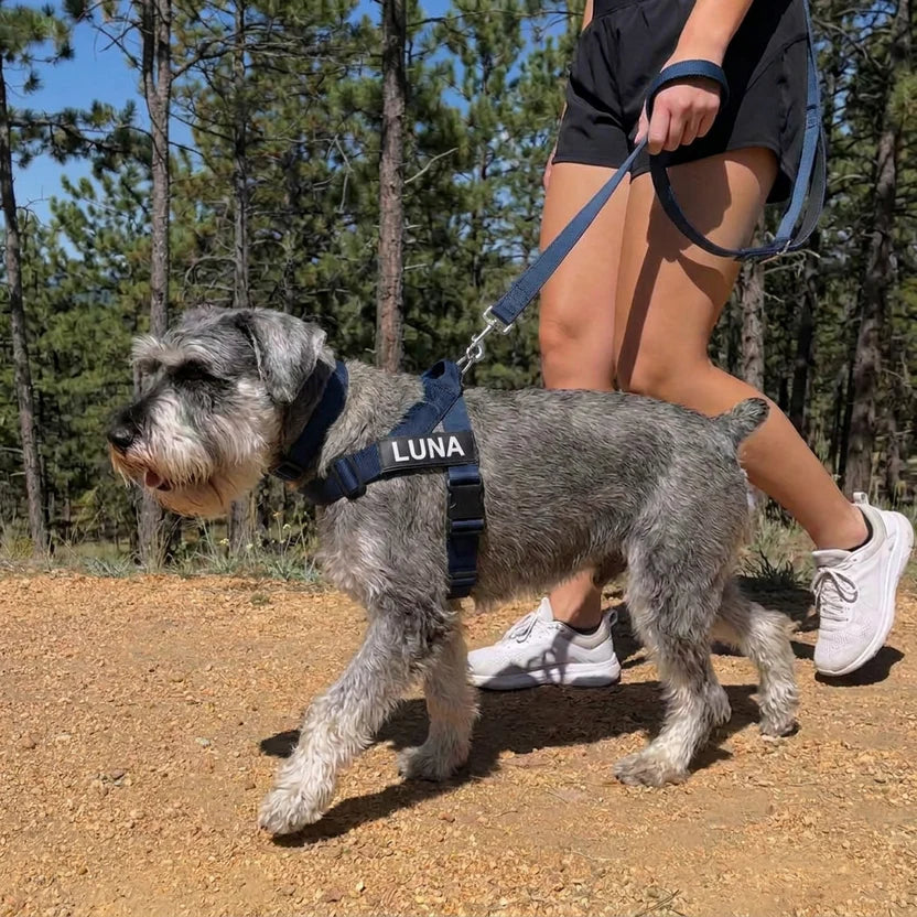 Everything your dog needs, all in one place