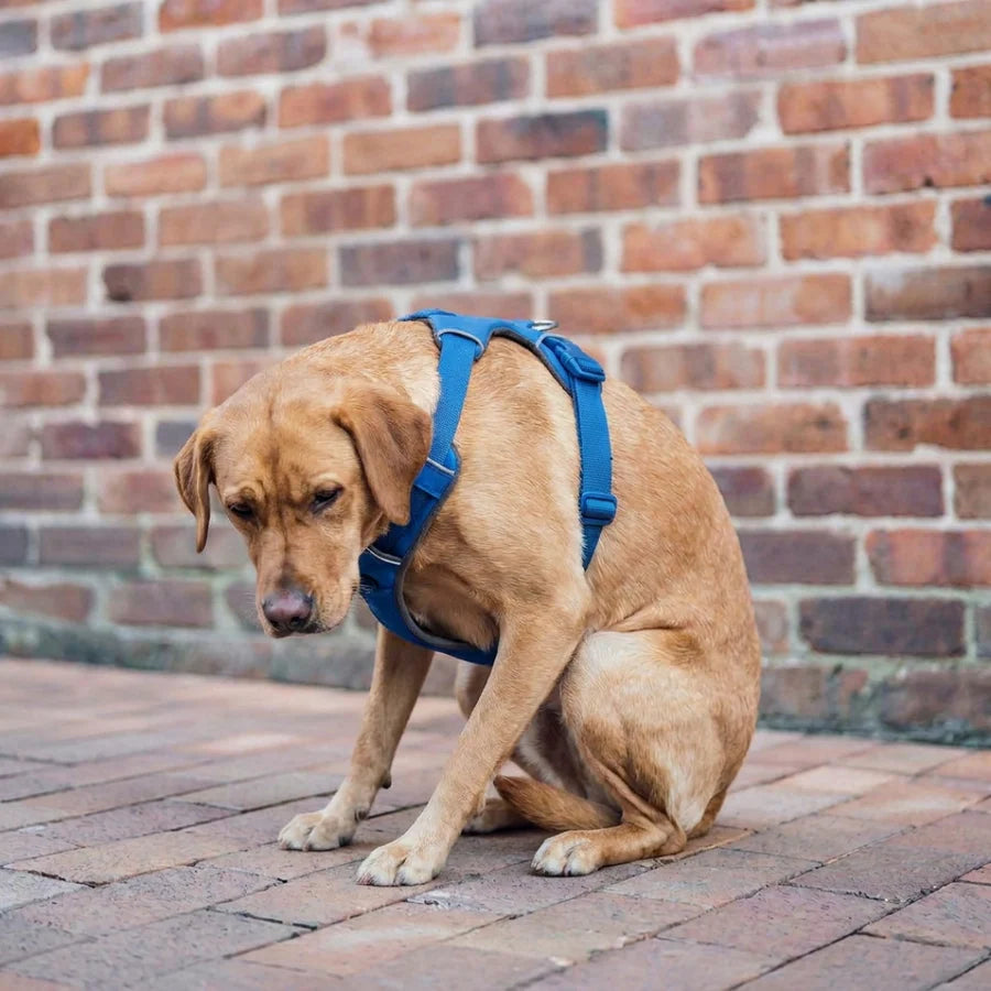 CONVENTIONAL HARNESSES